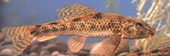 Abbottina rivularis