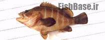 Acanthistius brasilianus >> هامورماهی