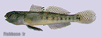 Acanthogobius lactipes