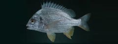 Acanthopagrus arabicus