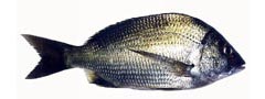 Acanthopagrus butcheri