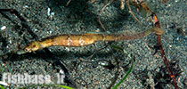 Acentronura breviperula