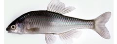  Acheilognathus cyanostigma