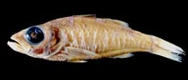 Acropoma boholensis