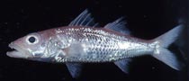 Acropoma lecorneti