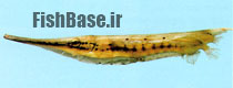 Speckled shrimpfish >> میگوماهی خالدار