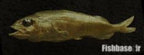 Alepocephalus tenebrosus