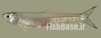 Anchoviella guianensis >> آنچوی گویان