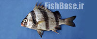 Anisotremus dovii >> سنگسر سرخالدار