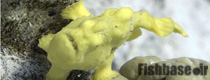 Antennarius maculatus >> قورباغه ماهی زگیلی