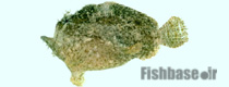 Antennatus dorehensis >> قورباغه ماهی گینه نو