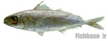 Ariomma melana