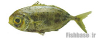 Ariomma regulus