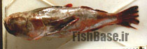 Astroscopus sexspinosus >> اورانوس