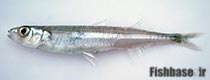 Atherinason hepsetoides