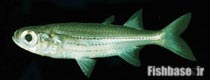 Atherinomorus endrachtensis