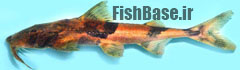 Bagarius suchus >> گربه ماهی کروکودیل