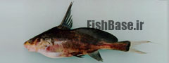 Bagrichthys macracanthus >> گربه ماهی نیزه دار سیاه