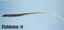 Bhanotia fasciolata