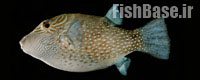 Canthigaster amboinensis>> بادکنک ماهی