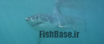 Carcharodon carcharias >> کوسه سفید بزرگ