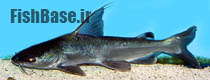 Cephalocassis jatia >> گربه ماهی رودخانه ای