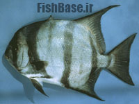 Chaetodipterus faber >> شنگ ماهی اطلس