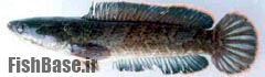 Channa harcourtbutleri >> سرماری برمه‌ای