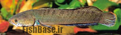 Channa orientalis