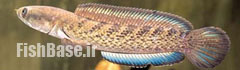 Channa punctata >> ماهی سرماری خالدار