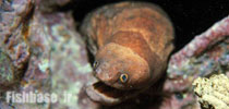 Channomuraena vittata