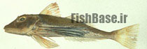 Chelidonichthys ischyrus