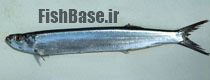 Chirocentrus dorab >> خارو سیاه باله، دوراب
