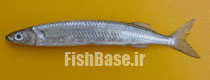 Chriodorus atherinoides >> نیم منقارماهی
