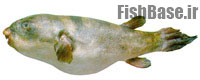 Colomesus psittacus >> بادکنک ماهی
