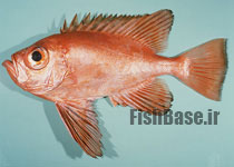 Cookeolus japonicus >> ماهی چشم گاوی