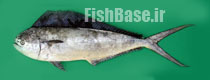 Coryphaena equiselis >> دلفین ماهی پومپانو