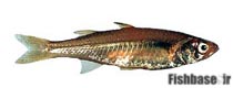 Craterocephalus cuneiceps
