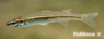 Craterocephalus stercusmuscarum