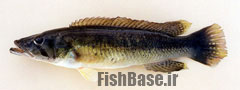 Crenicichla jaguarensis