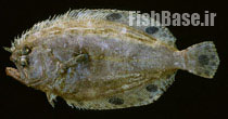 Cyclopsetta fimbriata>> کفشک دم نقطه آی