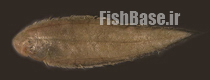 Cynoglossus abbreviatus >> زبان ماهی سه خط