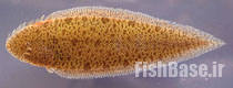 Cynoglossus feldmanni >> زبان ماهی رودخانه ای