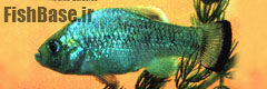 Cyprinodon alvarezi >> زمین کن بولیوی