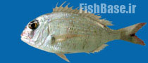 Dentex maroccanus >> شانک مراکشی