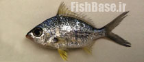 Diapterus auratus >> چغوک ایرلندی