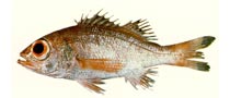 Doederleinia berycoides