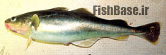 Eleginus gracilis >> چرب ماهی زعفرانی