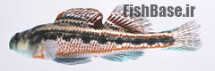 Etheostoma barrenense >> سوف منقوش