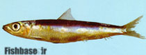 Etrumeus sadina
